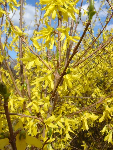 Forsythia x intermedia 'Spectabilis' P9 (2)